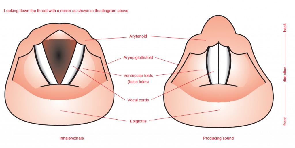 A One-Stop Destination for Facial Aesthetics and Advanced ENT Care bakersfield